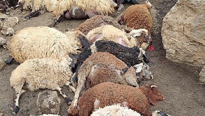 Başkale'de sürüye kurtlar saldırdı, 74 koyun öldü!