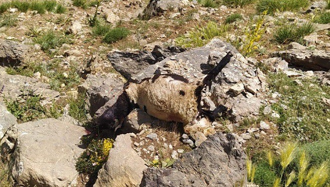 Başkale'de kurtlar sürüye saldırdı: 120 koyun öldü