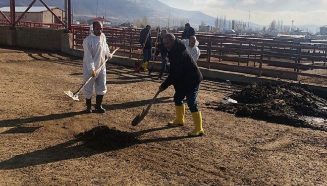 Van Büyükşehir Belediyesi’nden Hayvan Pazarı’nda