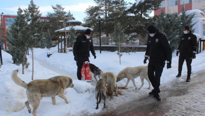 Polis ekiplerinden sokak hayvanlarına şefkat eli