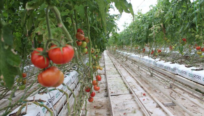 Eksi 40 derecede domates üretimi