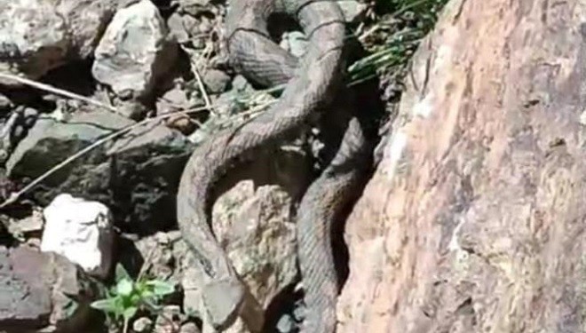 Van'da Türkiye’nin en zehirli yılanı görüldü
