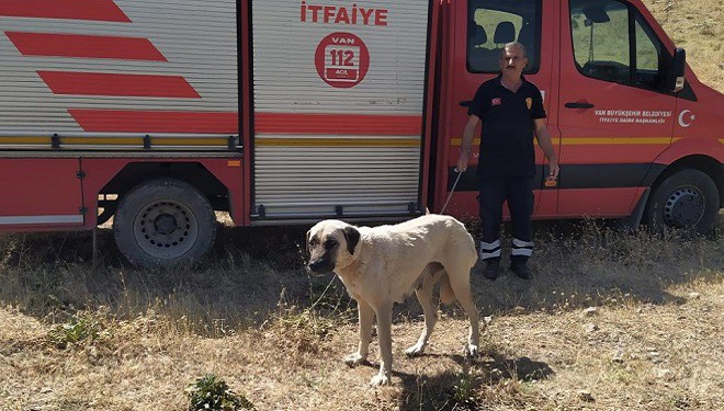 Kayalıklarda mahsur kalan köpek kurtarıldı