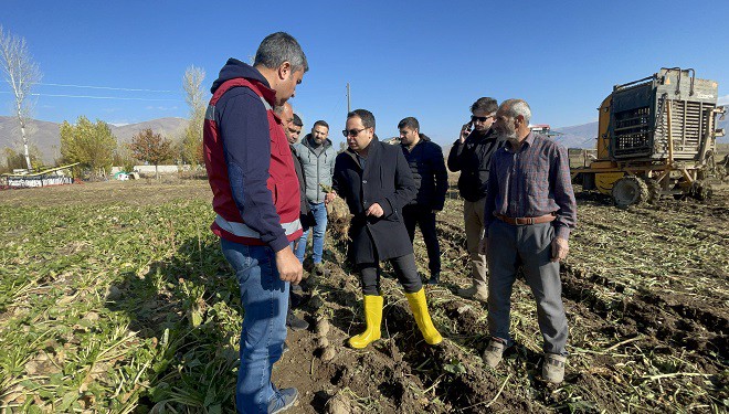 Muradiye'de şeker pancarı hasadı başladı