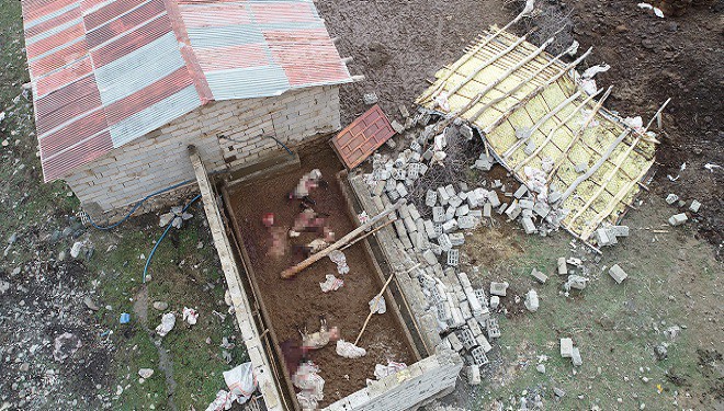 Van'da fırtına 2 ahırın çatısını uçurdu, koyunlar enkaz altında kaldı