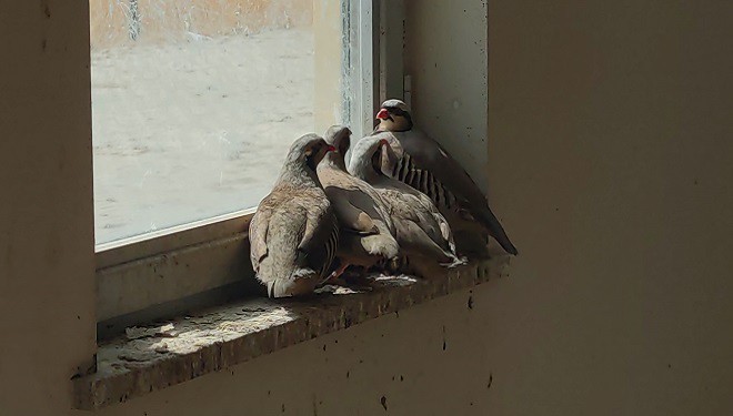 Van'da kaçak avcılarda ele geçirilen keklikler doğaya salındı