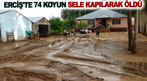 Erciş'te 74 koyun sele kapılarak öldü